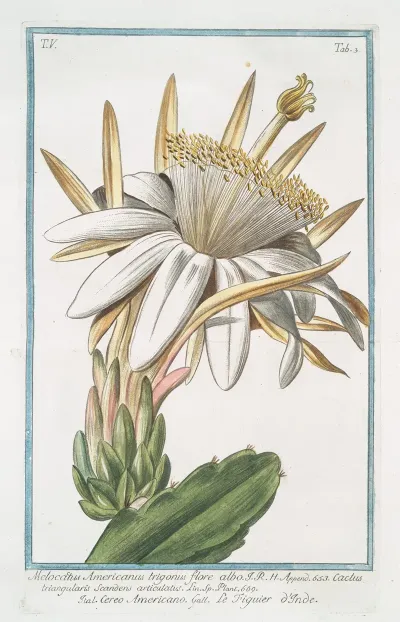 Melocactus Americanus Trigonus Flore Albo Cereo Americano Le Figuier Oinde Cactus Melon