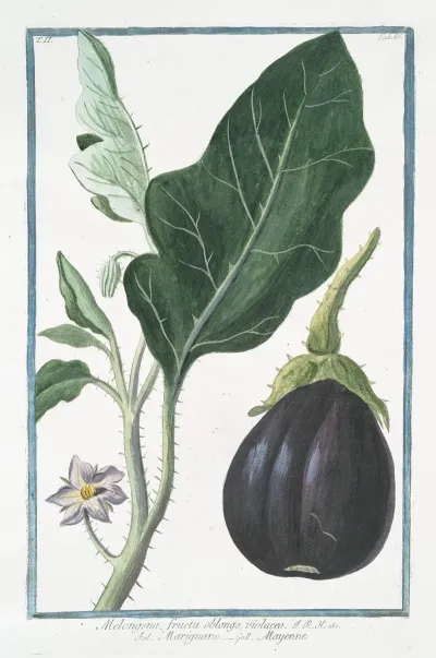 Melongena Fructu Oblongo Violaceo Marignano Mayenne Mad Apple