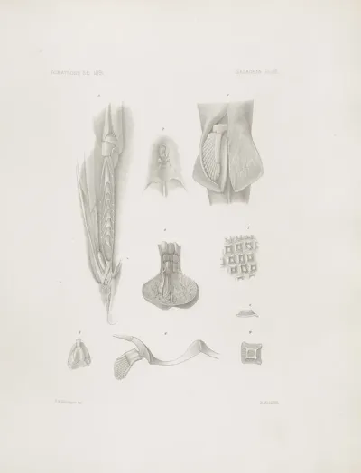 Memoirs Of The Museum Of Comparative Zoology At Harvard College Pl 03