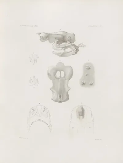 Memoirs Of The Museum Of Comparative Zoology At Harvard College Pl 04