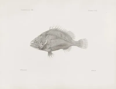 Memoirs Of The Museum Of Comparative Zoology At Harvard College Pl 08