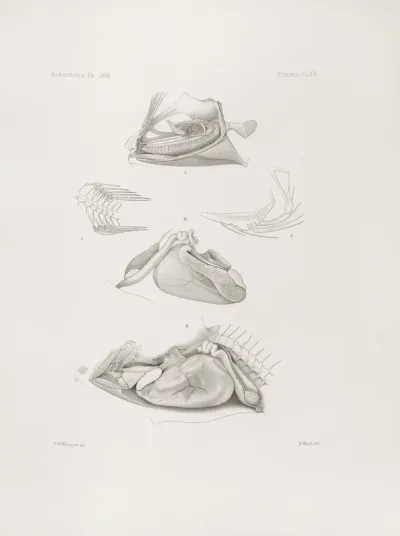 Memoirs Of The Museum Of Comparative Zoology At Harvard College Pl 15