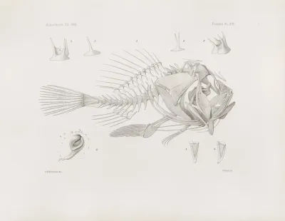Memoirs Of The Museum Of Comparative Zoology At Harvard College Pl 16