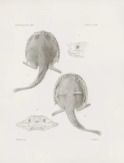 Memoirs Of The Museum Of Comparative Zoology At Harvard College Pl 19