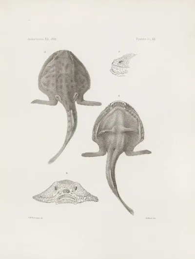 Memoirs Of The Museum Of Comparative Zoology At Harvard College Pl 21