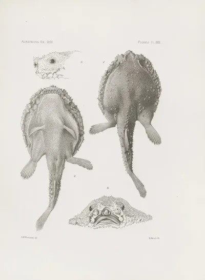 Memoirs Of The Museum Of Comparative Zoology At Harvard College Pl 22