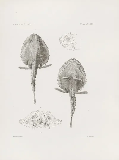 Memoirs Of The Museum Of Comparative Zoology At Harvard College Pl 24