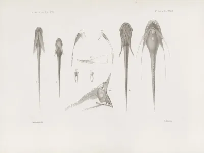 Memoirs Of The Museum Of Comparative Zoology At Harvard College Pl 28