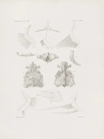 Memoirs Of The Museum Of Comparative Zoology At Harvard College Pl 29