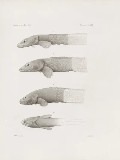 Memoirs Of The Museum Of Comparative Zoology At Harvard College Pl 30