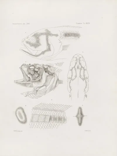 Memoirs Of The Museum Of Comparative Zoology At Harvard College Pl 34