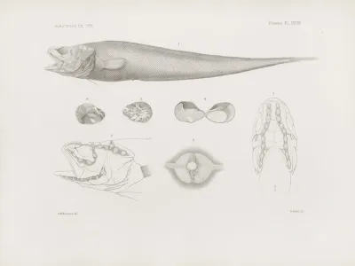 Memoirs Of The Museum Of Comparative Zoology At Harvard College Pl 38