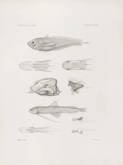 Memoirs Of The Museum Of Comparative Zoology At Harvard College Pl 43