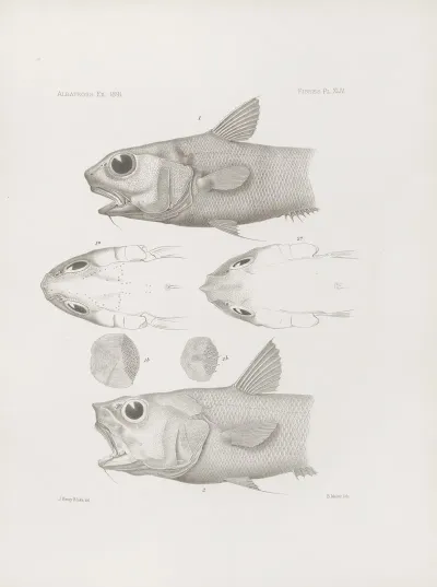 Memoirs Of The Museum Of Comparative Zoology At Harvard College Pl 44