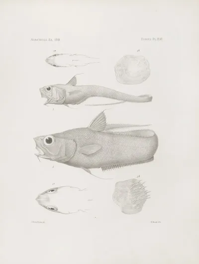 Memoirs Of The Museum Of Comparative Zoology At Harvard College Pl 46