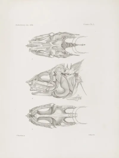 Memoirs Of The Museum Of Comparative Zoology At Harvard College Pl 50