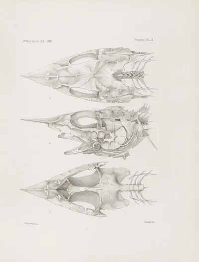 Memoirs Of The Museum Of Comparative Zoology At Harvard College Pl 51