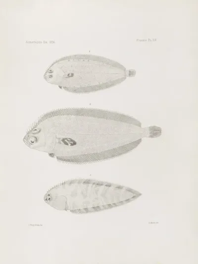 Memoirs Of The Museum Of Comparative Zoology At Harvard College Pl 52