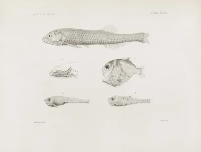 Memoirs Of The Museum Of Comparative Zoology At Harvard College Pl 53