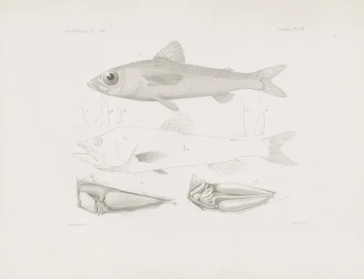 Memoirs Of The Museum Of Comparative Zoology At Harvard College Pl 54