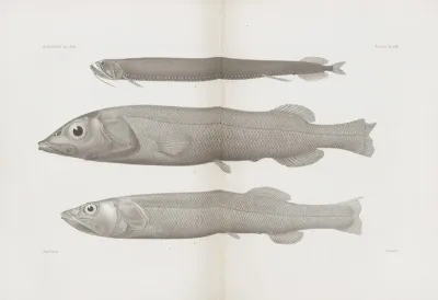 Memoirs Of The Museum Of Comparative Zoology At Harvard College Pl 57