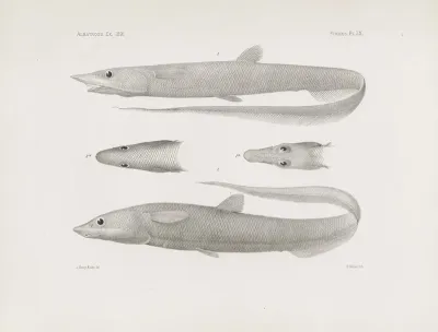 Memoirs Of The Museum Of Comparative Zoology At Harvard College Pl 60