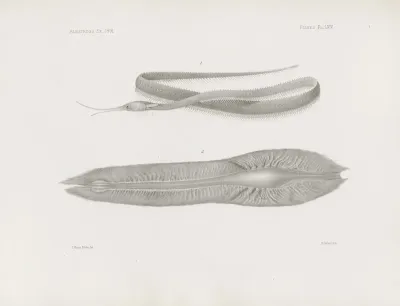 Memoirs Of The Museum Of Comparative Zoology At Harvard College Pl 64