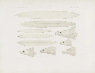 Memoirs Of The Museum Of Comparative Zoology At Harvard College Pl 67