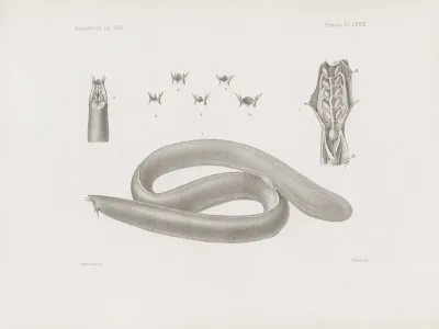 Memoirs Of The Museum Of Comparative Zoology At Harvard College Pl 68