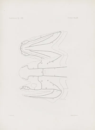 Memoirs Of The Museum Of Comparative Zoology At Harvard College Pl 70