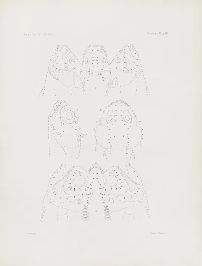 Memoirs Of The Museum Of Comparative Zoology At Harvard College Pl 71