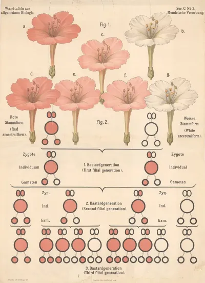 Mendelian Inheritance 2