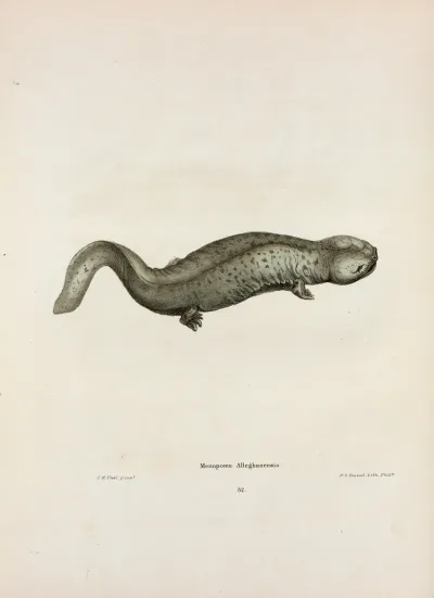 Menopoma Alleghaniensis