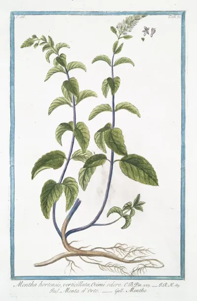 Mentha Hortensis Verticillata Ocimi Odore Menta Dorto Menthe Garden Mint