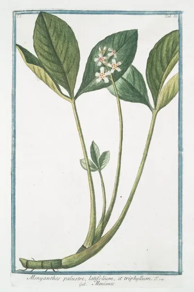 Menyanthes Palustre Latifolium Et Triphhyllum Meniante