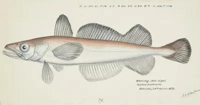 Merluccius Australis Nz Hake
