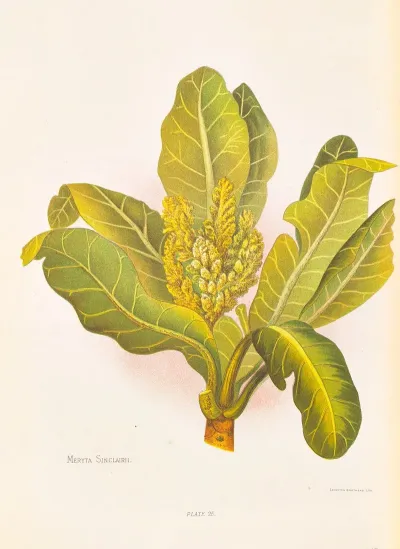 Meryta Sinclairii