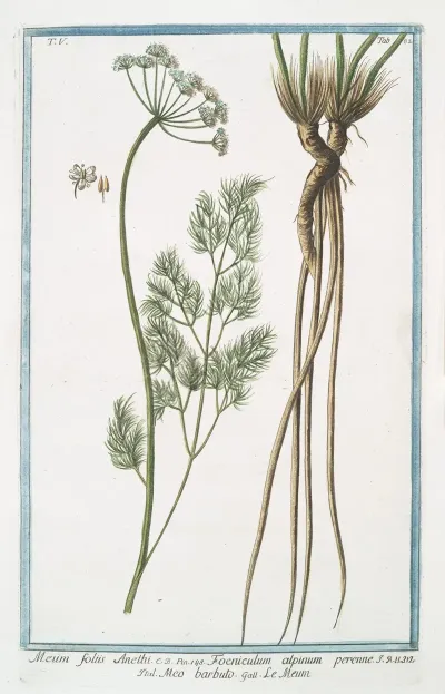 Meum Foliis Anethi Foeniculum Alpinum Perenne Meo Barbuto Le Meun Fennel
