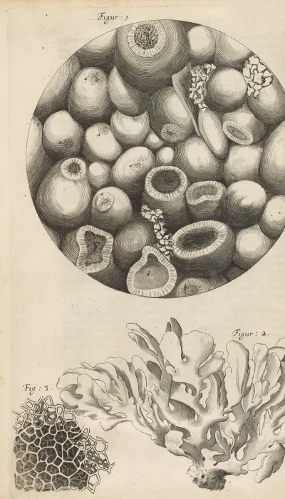 Microscopic View Of Kettering Stone Sea Moss And Sponge