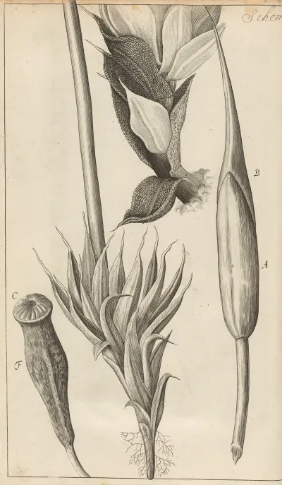 Microscopic View Of Moss And Other Small Vegetative Substances