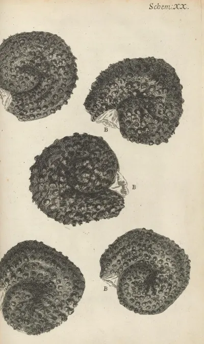 Microscopic View Of Purslane Seeds