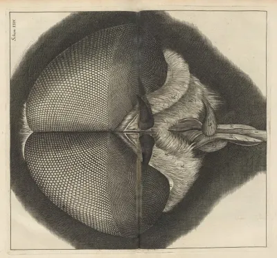 Microscopic View Of The Eyes And Head Of A Drone Fly