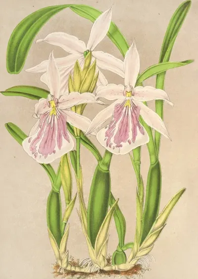 Miltonia Rosea