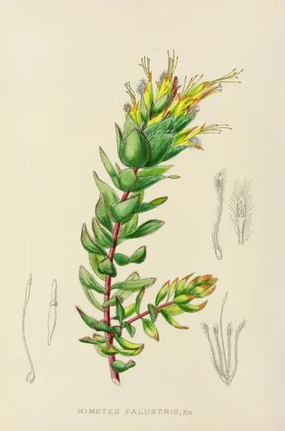 Mimetes Palustris