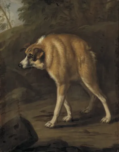 Missbildad Hund