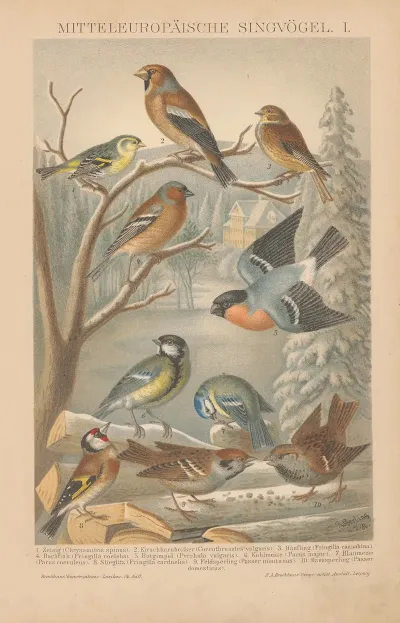Mitteleuropaische Singvogel I