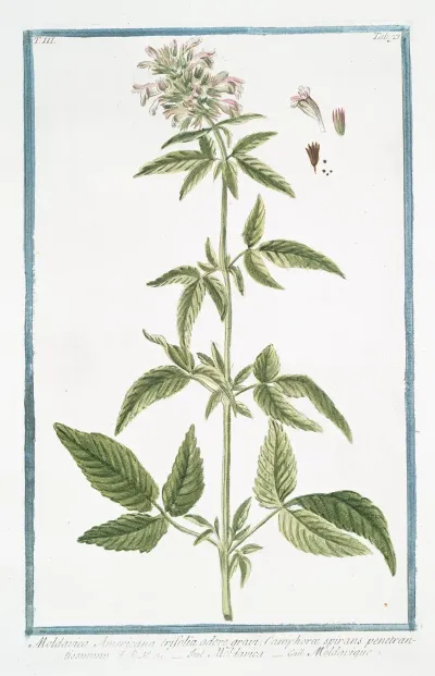 Moldavica Americana Trifolia Odore Gravi Camphorae Spirans Penetrantissimum Moldavica Moldavique Moldavian Balm