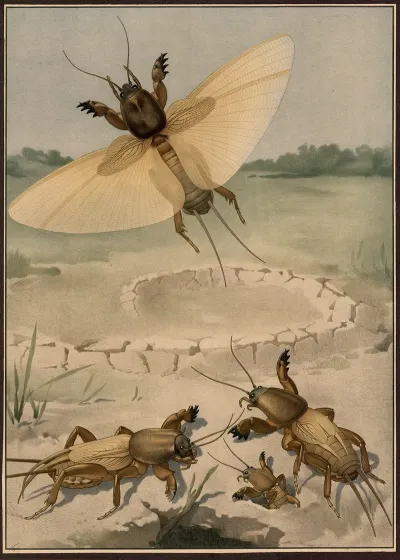 Mole Cricket