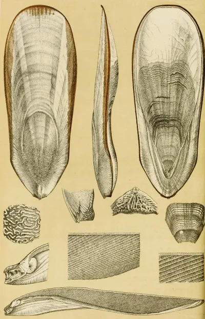 Mollusca III
