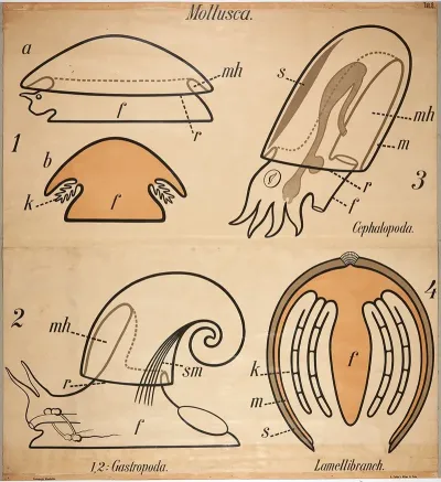 Mollusks 2